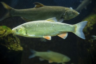 Common rudd (Scardinius erythrophthalmus) swimming under water, Bavaria, Germany, Europe