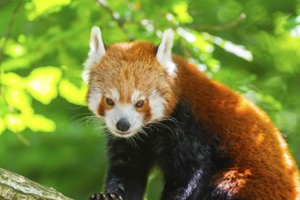 Red panda (Ailurus fulgens) walking on a branch, Germany, Europe