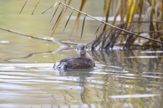 Little grebe (Tachybaptus ruficollis) Germany