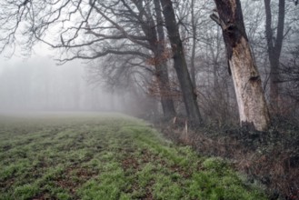 Foggy forest scene with bare trees and a field, wintry and gloomy atmosphere, Meerbusch