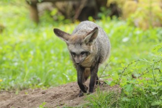 A Bat-eared fox (Otocyon megalotis) runs across a green meadow
