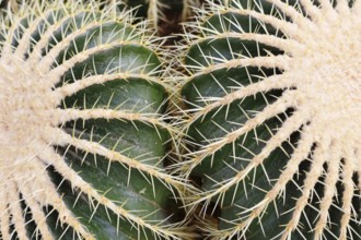Close up of large 'Echinocactus Platyacanthus' giant barrel cacti with white spikes