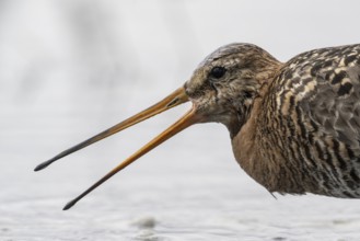Black-tailed godwit (Limosa limosa), Lower Saxony, Germany, Europe