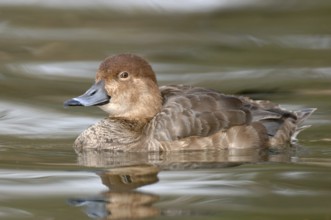 Ring-necked Duck (Aythya collaris) female, Texas, USA, North America