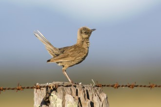 Brown Songlark (Megalurus cruralis) male perched on a barbed wire fence, Victoria, Australia,
