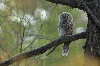 Ural Owl (Strix uralensis yenisseensis) juvenile sleeping on a branch, Töv-Aimag, Mongolia, Asia