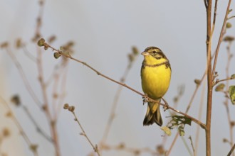 Yellow-breasted Bunting (Emberiza aureola) perched on a branch, West Bengal, India, Asia
