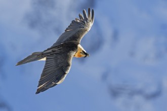 Bearded Vulture (Gypaetus barbatus) flying, Valais, Switzerland, Europe