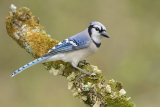 Blue Jay (Cyanocitta cristata), Texas, USA, North America