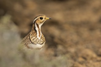 Three-banded Courser (Rhinoptilus cinctus), Kakamega Forest, Kenya, Africa