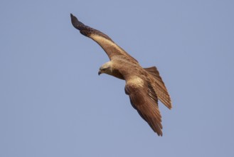 Black Kite (Milvus migrans) flying, Spain, Europe