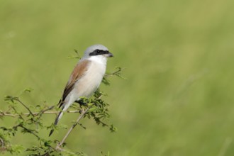 Grauwe Klauwier zittend in de bosjes, Red-backed Shrike sitting in bushes