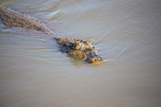 Spectacled caiman (Caiman crocodilius) Panatanal Brazil