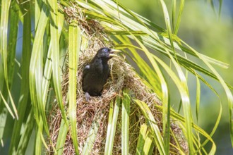 Yellow-rumped cacique (Cacicus cela) Pantanal Brazil