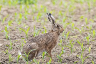 European hare (Lepus europaeus) Germany