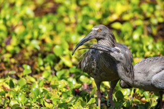 Plumbeous ibis (Harpiprion caerulescens) Pantanal Brazil