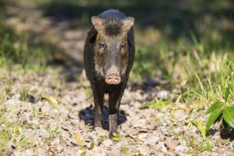 White-bearded peccary (Tayassu pecari) Pantanal Brazil