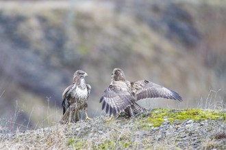 Common buzzard (Buteo buteo) Germany