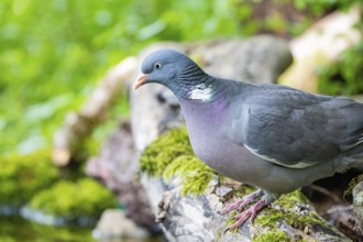 Woodpigeon (Columba palumbus) Germany