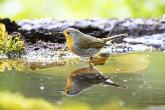 European robin (Erithacus rubecula) bathing Germany