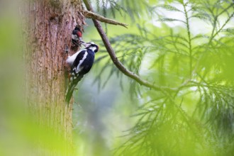 Great spotted woodpecker (Dendrocopos major), male adult bird feeding almost fledged young bird in