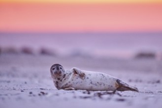 Grey seal (Halichoerus grypus) lying on the beach at sunset, Düne, Helgoland, Schleswig-Holstein,