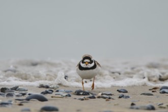 Common ringed plover (Charadrius hiaticula) on the beach, Düne, Helgoland, Schleswig-Holstein,