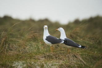 Yellow-legged gull (Larus michahellis) standing in the grass, Düne, Helgoland, Schleswig-Holstein,