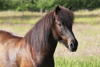 Icelandic horse (Equus islandicus), gelding, Schleswig-Holstein, Germany, Europe
