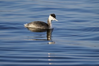 Red-necked Grebe (Podiceps grisegena), full-grown, in the winter plumage, swimming in Lake Zug,