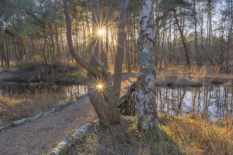 View of a backlit path in the moor adventure trail, Sonnenstrahl, Otternhagener Moor, Resse,