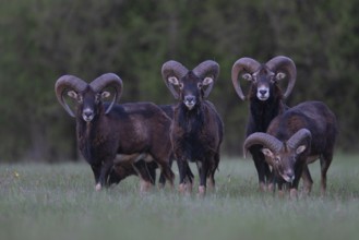 European mouflon (Ovis gmelini musimon, Syn.: Ovis orientalis musimon, Ovis aries musimon),