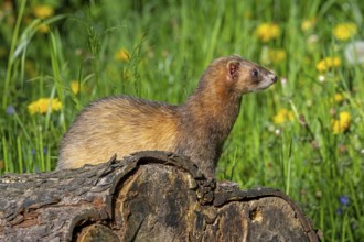 Erythristic European polecat (Mustela putorius) on the hunt, looking for prey from fallen tree