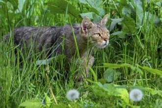 Hunting European wildcat, wild cat (Felis silvestris silvestris) stalking prey in grassland, meadow