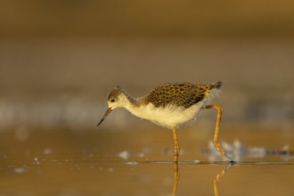 Black-winged Stilt (Himantopus himantopus) juvenile foraging, North Rhine-Westphalia, Germany,