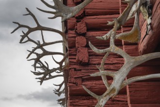 Reindeer antlers overgrown with lichen at Stabbur or high reservoir, Kongsvoll or Kongsvold