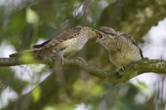 Eurasian Wryneck (Jynx torquilla) juvenile, Saxony, Germany, Europe