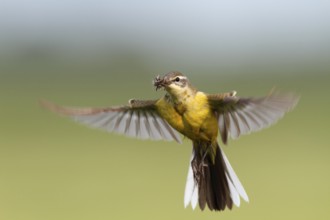 Western Yellow Wagtail (Motacilla flava) flying, Lower Saxony, Germany, Europe