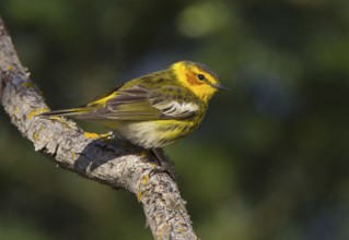 Cape May Warbler (Setophaga tigrina) male, Michigan, USA, North America