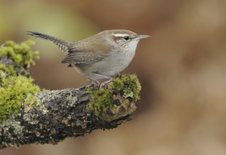 Bewick's Wren (Thryomanes bewickii), Canada, North America