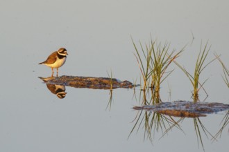 Common Ringed Plover (Charadrius hiaticula), Mallorca, Spain, Europe