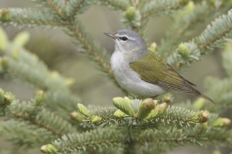 Tennessee Warbler (Leiothlypis peregrina), Manitoba, Canada, North America