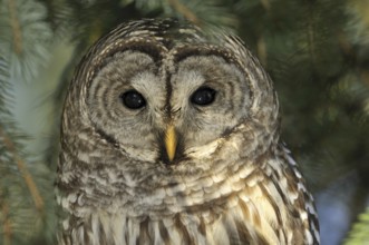 Barred Owl (Strix varia), USA, North America