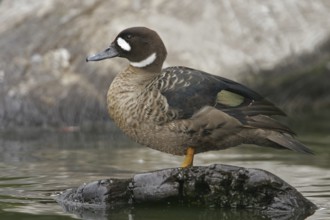 Bronze-winged Duck (Speculanas specularis), California, USA, North America