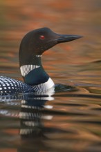 Common Loon : Lake Nettie : Presque Isle County, MI