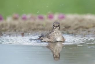 Spotted Flycatcher (Muscicapa striata) bathing, Aosta Valley, Italy, Europe