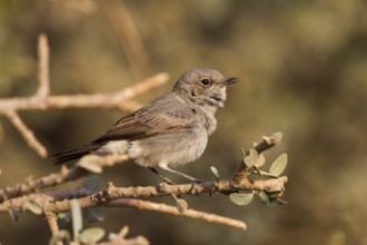 Blackstart (Oenanthe melanura) singing, Oman, Asia