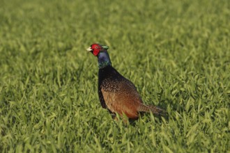 Common Pheasant (Phasianus colchicus) male, Lower Saxony, Germany, Europe