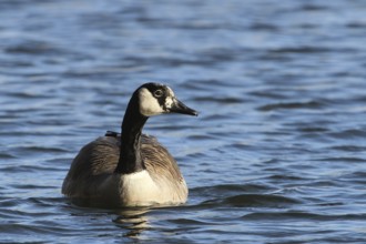 Canada Goose (Branta canadensis) female, Lower Saxony, Germany, Europe