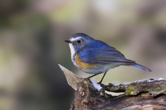 Orange-flanked Bluetail - Blauschwanz - Tarsiger cyanurus, Kazakhstan, male, Asia
